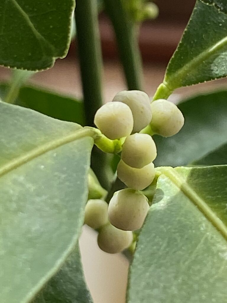 シークワーサーの花 あおいのブログ