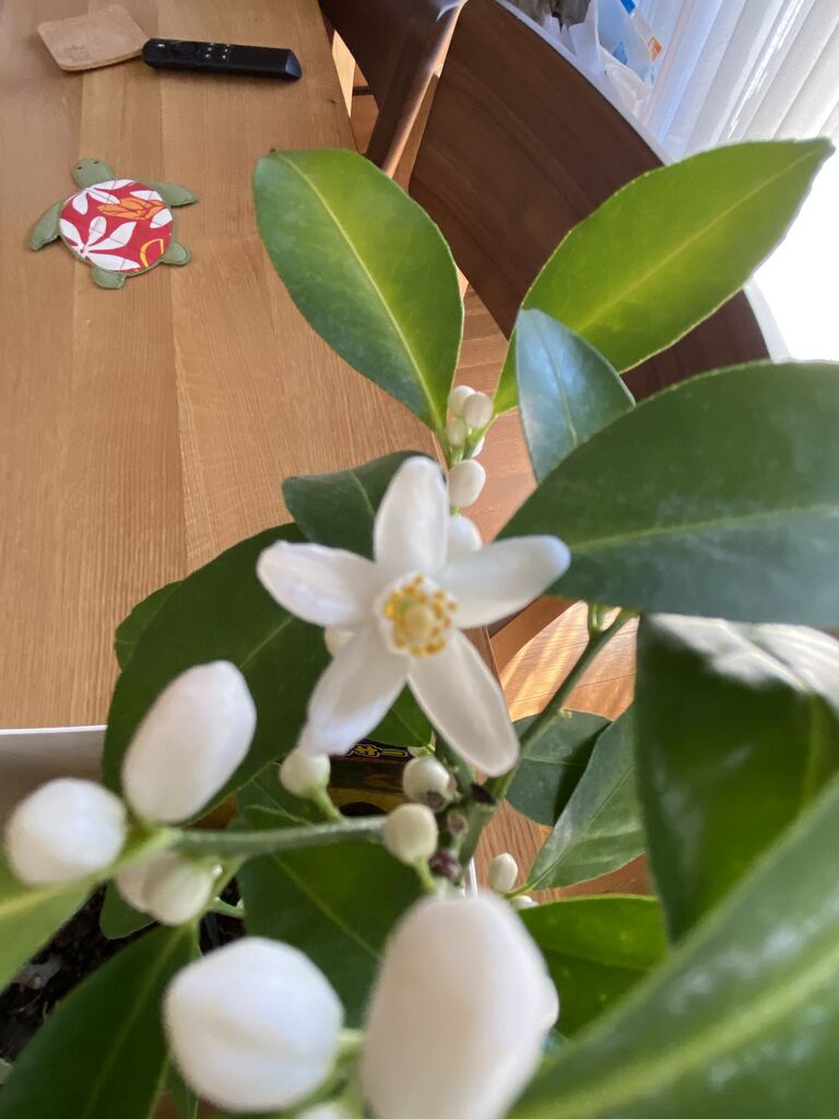 シークワーサーの花 あおいのブログ シークワーサーの花 あおいのブログ