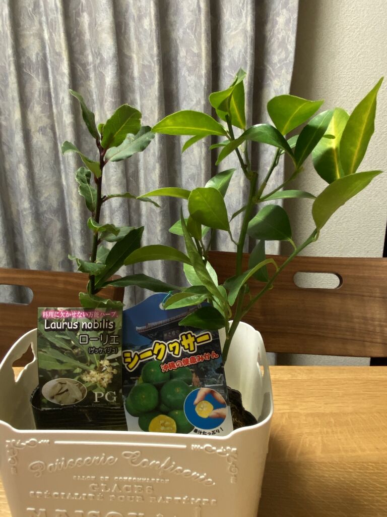 シークワーサーの花 あおいのブログ シークワーサーの花 あおいのブログ