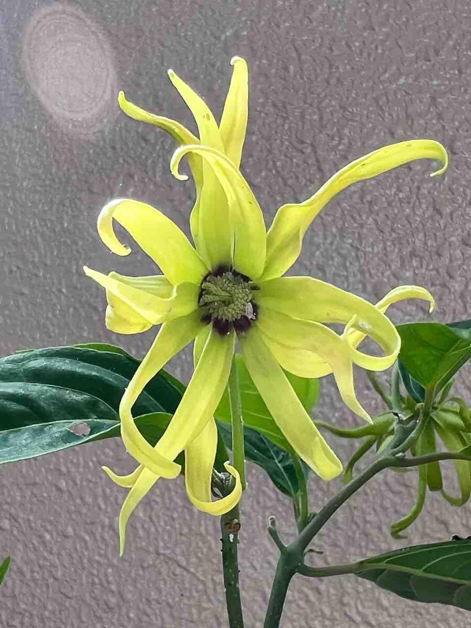 イランイランの花 あおいのブログ 16年春スタート 当時は大好きな沖縄で一人暮らしを満喫中 その後湘南にuターン