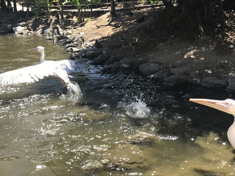 フモフモさん お散歩ブログ 神戸巡り