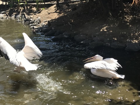 フモフモさん　お散歩ブログ　神戸巡り　