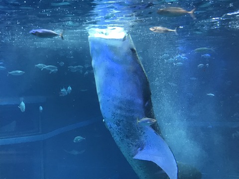 フモフモさん　お散歩ブログ　海遊館　水族館