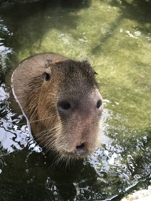 フモフモさん　お散歩ブログ　神戸巡り　