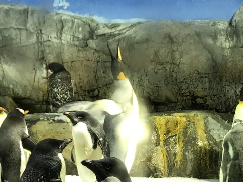 フモフモさん　お散歩ブログ　海遊館　水族館