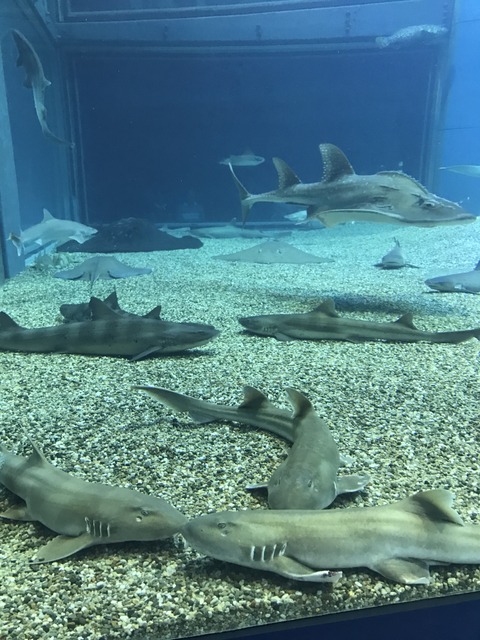 フモフモさん　お散歩ブログ　海遊館　水族館