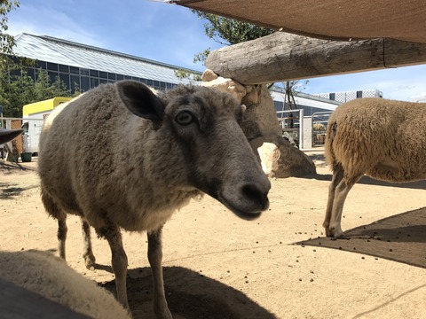 フモフモさん お散歩ブログ 神戸巡り