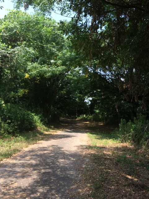 フモフモさん　お散歩ブログ　サイクリング　流れ橋