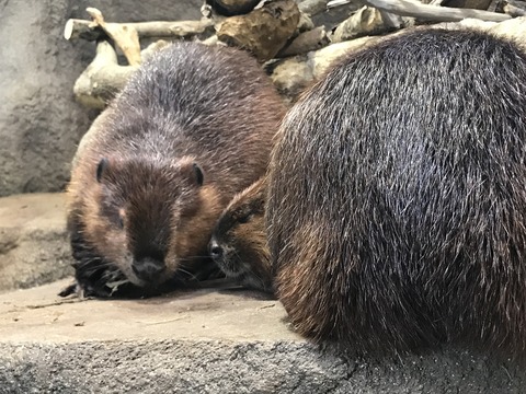 フモフモさん　お散歩ブログ　神戸巡り　