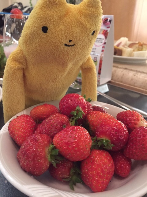 フモフモさん　お散歩ブログ　いちご狩り