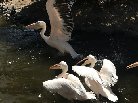 フモフモさん お散歩ブログ 神戸巡り