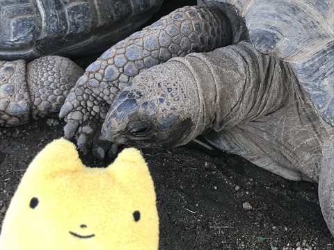 フモフモさん お散歩ブログ 神戸巡り