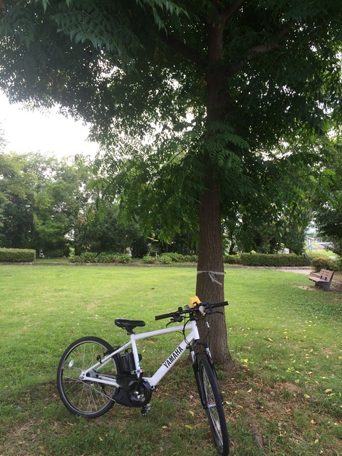 フモフモさん　お散歩ブログ　サイクリング　流れ橋