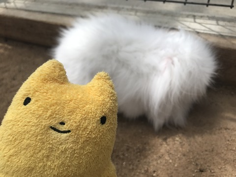 フモフモさん お散歩ブログ 神戸巡り