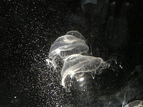 フモフモさん　お散歩ブログ　海遊館　水族館