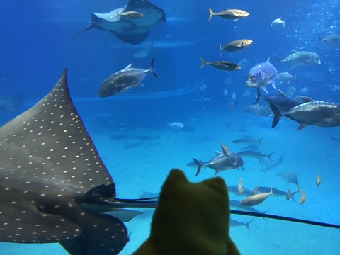 フモフモさん　お散歩ブログ　海遊館　水族館