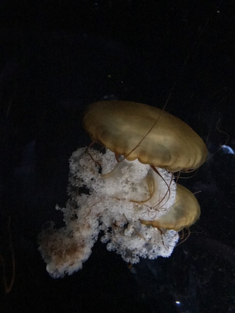 フモフモさん　お散歩ブログ　海遊館　水族館