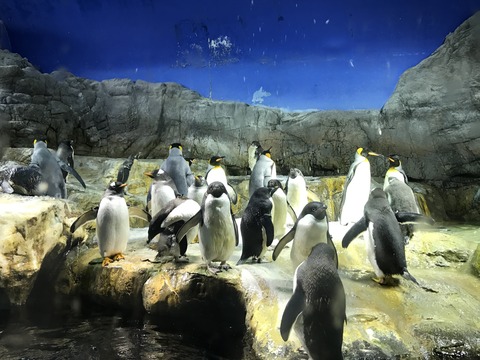 フモフモさん　お散歩ブログ　海遊館　水族館
