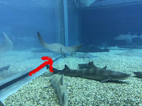 フモフモさん　お散歩ブログ　海遊館　水族館