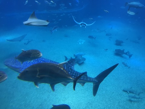 フモフモさん　お散歩ブログ　海遊館　水族館