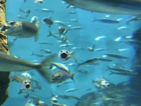 フモフモさん　お散歩ブログ　海遊館　水族館