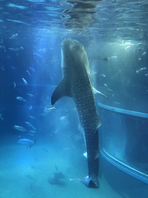 フモフモさん　お散歩ブログ　海遊館　水族館