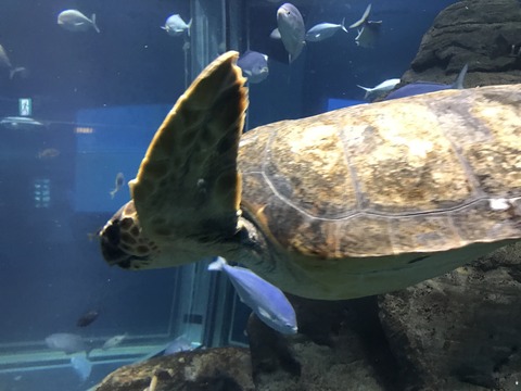 フモフモさん　お散歩ブログ　海遊館　水族館