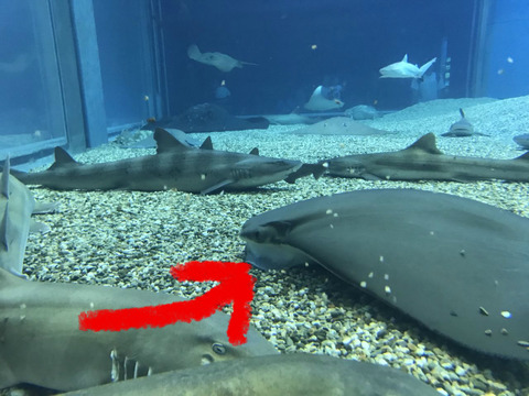 フモフモさん　お散歩ブログ　海遊館　水族館