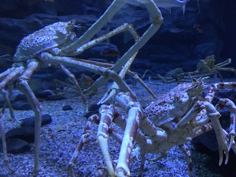 フモフモさん　お散歩ブログ　海遊館　水族館