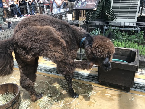 フモフモさん お散歩ブログ 神戸巡り