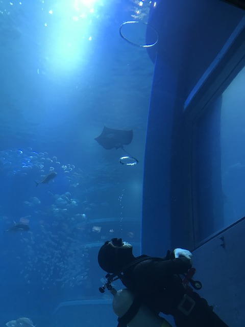 フモフモさん　お散歩ブログ　海遊館　水族館