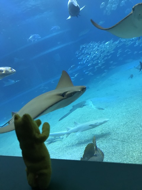 フモフモさん　お散歩ブログ　海遊館　水族館