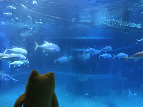 フモフモさん　お散歩ブログ　海遊館　水族館