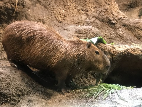 フモフモさん　お散歩ブログ　海遊館　水族館