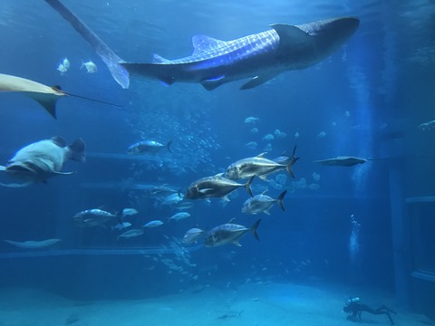 フモフモさん　お散歩ブログ　海遊館　水族館