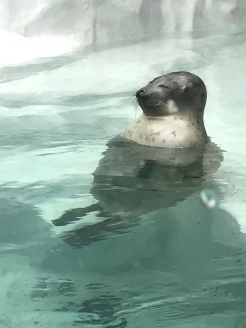フモフモさん　お散歩ブログ　海遊館　水族館
