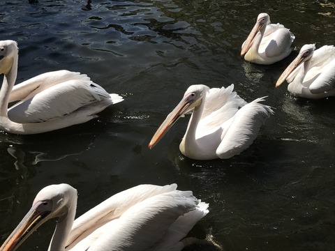 フモフモさん お散歩ブログ 神戸巡り