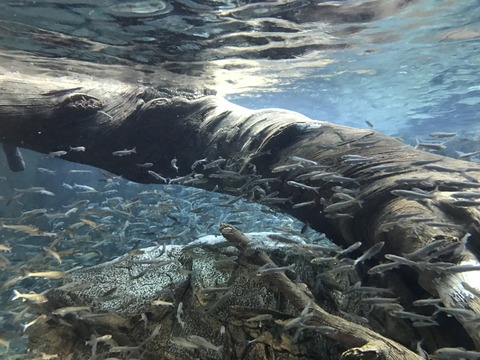 フモフモさん　お散歩ブログ　海遊館　水族館