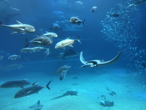 フモフモさん　お散歩ブログ　海遊館　水族館