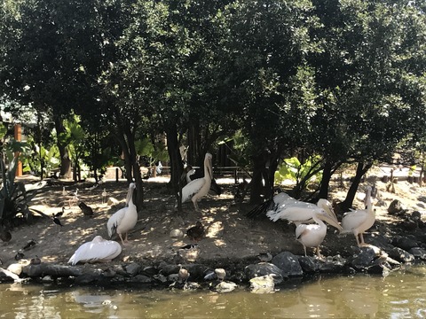 フモフモさん お散歩ブログ 神戸巡り