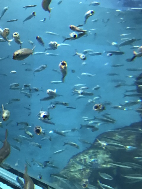 フモフモさん　お散歩ブログ　海遊館　水族館