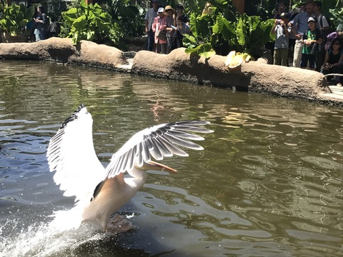 フモフモさん お散歩ブログ 神戸巡り