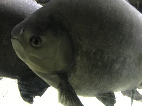 フモフモさん　お散歩ブログ　海遊館　水族館