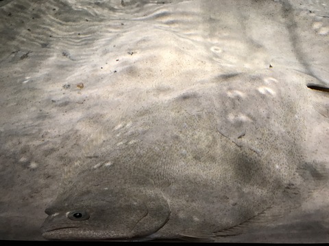 フモフモさん　お散歩ブログ　海遊館　水族館