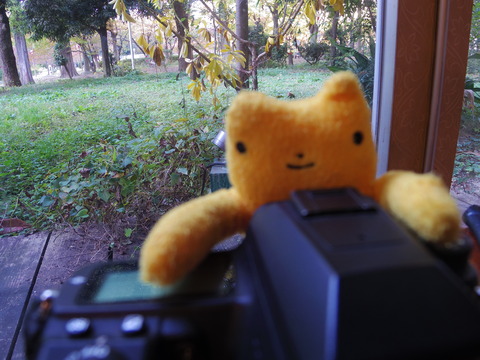 フモフモさん　お散歩ブログ　靭公園