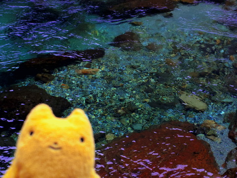 フモフモさん お散歩ブログ 奈良県天川村 キャンプ