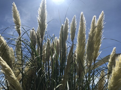フモフモさん お散歩ブログ 神戸巡り