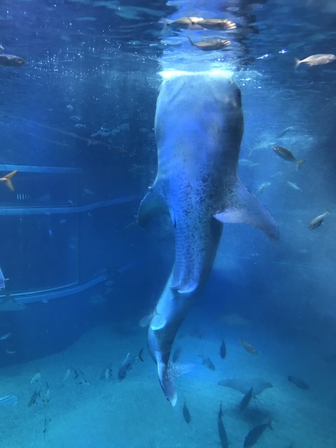 フモフモさん　お散歩ブログ　海遊館　水族館