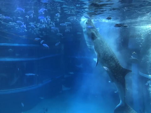 フモフモさん　お散歩ブログ　海遊館　水族館