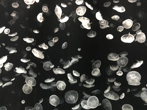 フモフモさん　お散歩ブログ　海遊館　水族館